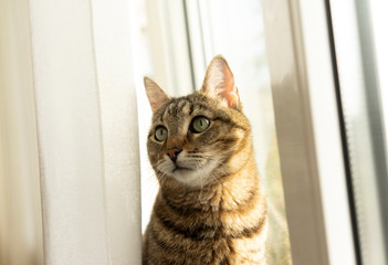 portrait of a tabby cat against the window and his reflection