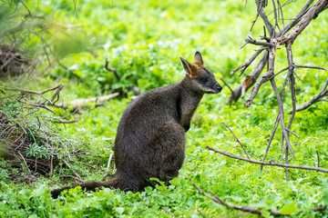 Naklejka na ściany i meble wallaby in australia