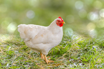 Isolated small white chicken roams around the grass.