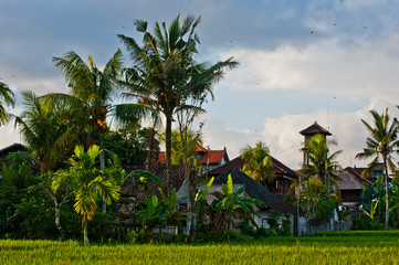 rice field next to a village