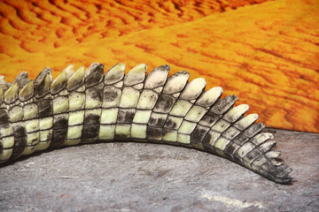 Crocodile tail close up