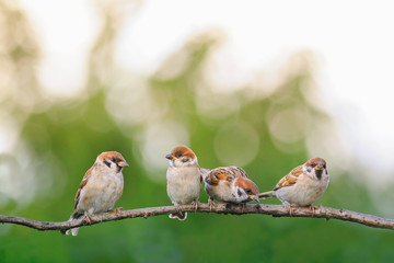 funny little sparrows birds are sitting in a group in a spring Sunny garden on a tree branch
