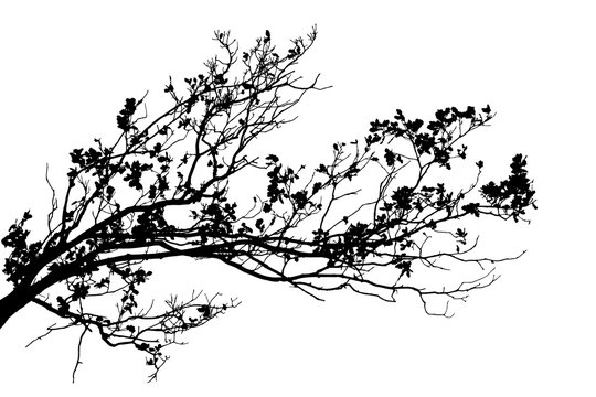Realistic oak tree branches silhouette on white background (Vector illustration).