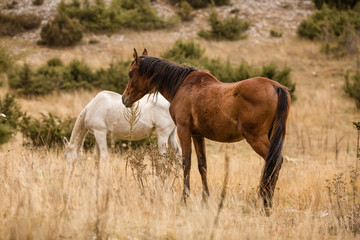 Wild horses in nature. Autumn colors. Pasture.