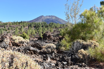Hiking trail with many green pines and Pico Viejo Volcano Mountain near the big famous volcano Pico del Teide in Tenerife, Europe