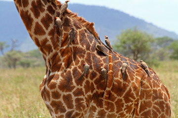 Birds Grooming Body of Giraffe