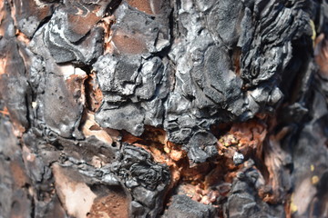 Closeup of a black burnt tree bark of a pine tree