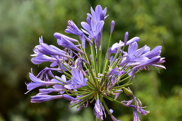 Tocco di viola