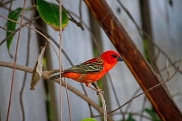 Cardinal rouge de l'océan indien