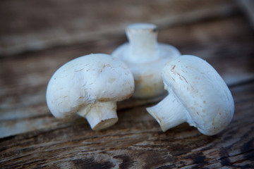 Three mushrooms white mushrooms