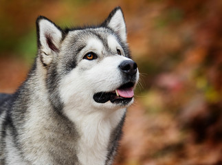 Obraz premium Alaskan Malamute dog in the woods