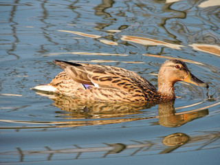 Mallard duck floating in the water surface