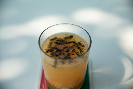 dead wasp in a glass of juice