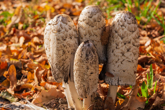 Schopftintling im Wald
