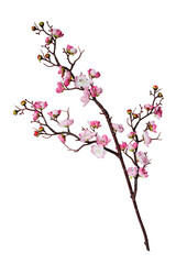 Obraz na płótnie Canvas Branch of cherry flowers