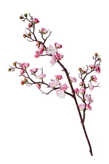 Branch of cherry flowers