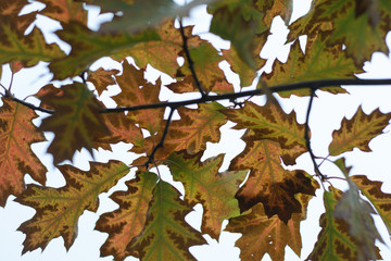branch with autumn oak leaves