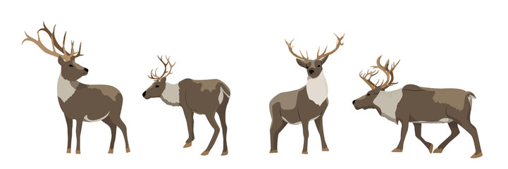 Naklejka na ściany i meble Set of wild reindeer. Caribou. Animals of the North, Alaska, Russia, Canada, Scandinavia. Vector object isolated on white background.