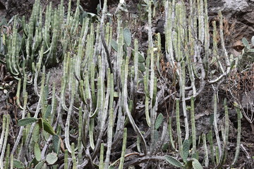 Hiking trail at the famous canyon Barranco del Infierno in Adeje in the South of Tenerife with many cacti in front