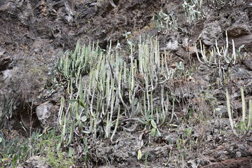 Hiking trail at the famous canyon Barranco del Infierno in Adeje in the South of Tenerife with many cacti in front