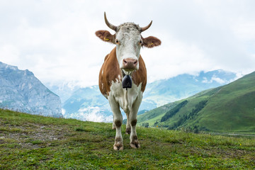 Fototapeta na wymiar Dairy cow atop mountain pasture in Swiss Alps