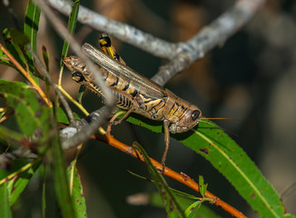 Differential Grasshopper on a branch!