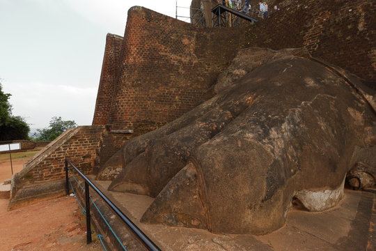 LöwentatzeBilder StockFotos & Videos. Adobe Stock