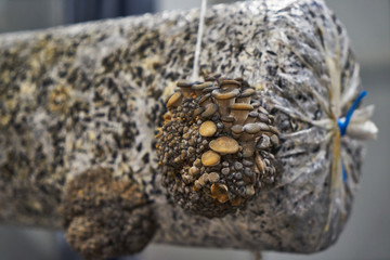Growing oyster mushrooms on an artificial substrate.