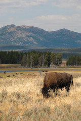Bison in open meadow
