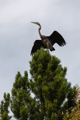 Heron in tree