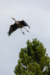 Heron flying from tree