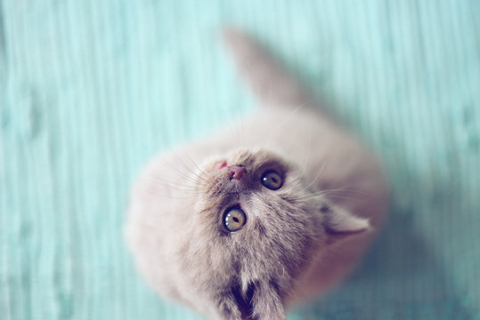 Babykatze