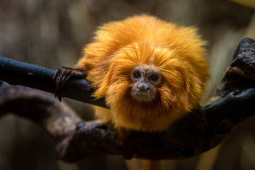Tamarin ape