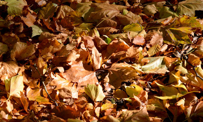 Autum leaves