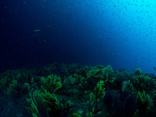 Fototapeta na wymiar fondo marino con fondo azul