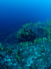 Fototapeta na wymiar fondo marino con fondo azul