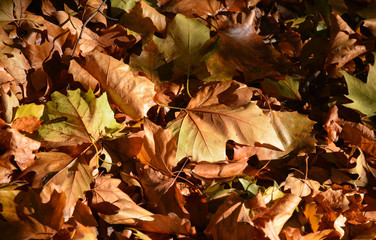blanket of Autumn leaves