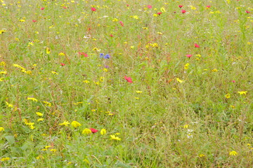 Wild flowers in meadow