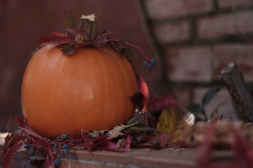 Calabaza cosechada para Halloween