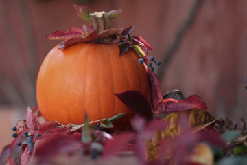 Calabaza cosechada para Halloween
