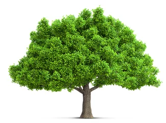 Tuinposter tree isolated 3D illustration © andreusK