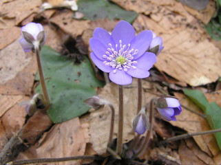 Anemone hepatica L.