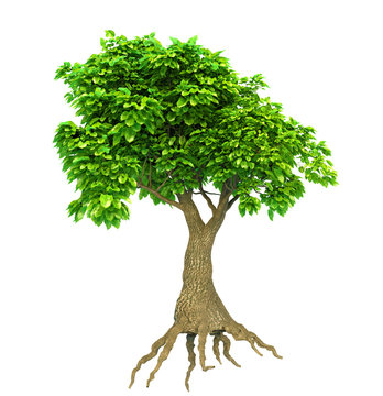 tree isolated with roots and leaves