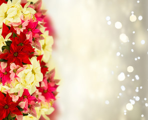 border of fresh poinsettia flowers or christmas star on festive silver bokeh background