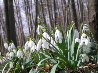 Fototapeta premium snowdrops in snow