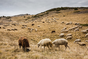 Fototapeta na wymiar Flock of sheep on a hill of dry grass in Autumn