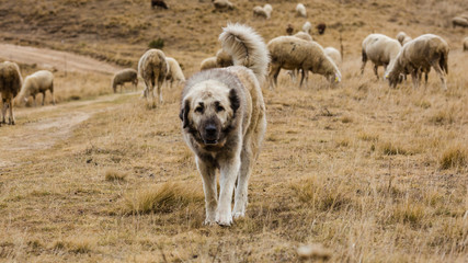 Big shepherd dog guarding sheep