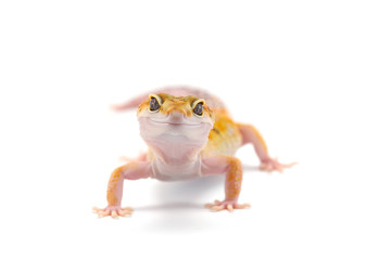 Leopard Gecko isolated on white background