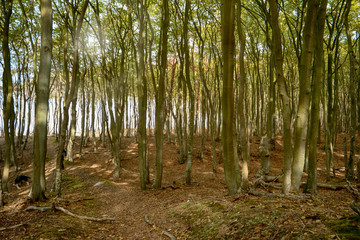 Im Dar&szlig;wald auf dem Dar&szlig;