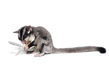 Fototapeta premium Sugar glider eats isolated on white background